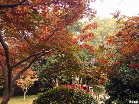 栖霞山枫叶什么时候红2018+美食+住宿
