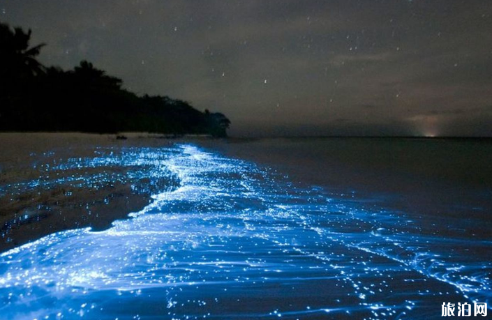 波多黎各荧光海滩游玩攻略