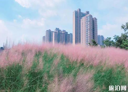 上海在哪可以看见粉黛乱子草