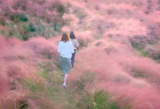 重庆紫云秘境花海景区什么时候开园 紫云秘境花海景区在哪 粉黛乱子草花期是什么时候