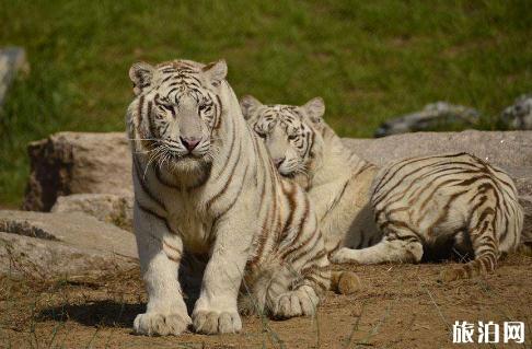 北京野生動物園營業時間