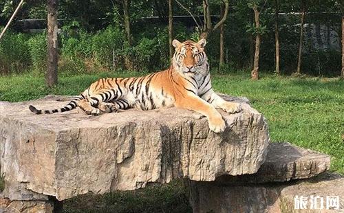 北京野生動物園營業時間