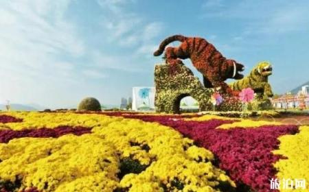 运城菊花文化节在哪里 运城菊花文化节时间+活动介绍