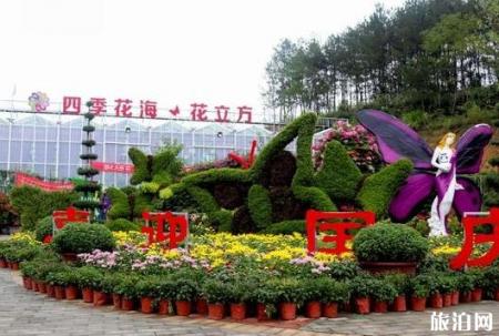 湖北赏花的地方 黄冈英山菊花展