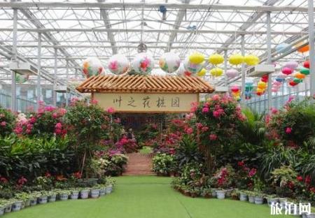 湖北赏花的地方 黄冈英山菊花展