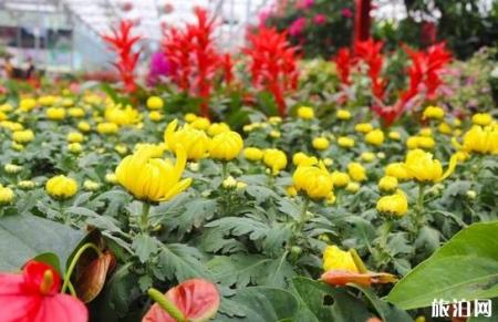 湖北赏花的地方 黄冈英山菊花展