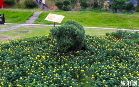 湖北赏花的地方 黄冈英山菊花展