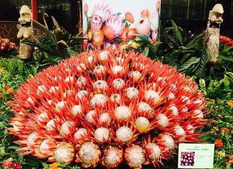 广州华南植物园门票多少钱 植物园南非帝王花艺术展喜迎国庆2018