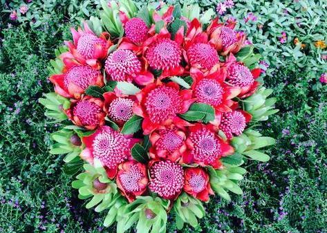 广州华南植物园门票多少钱 植物园南非帝王花艺术展喜迎国庆2018