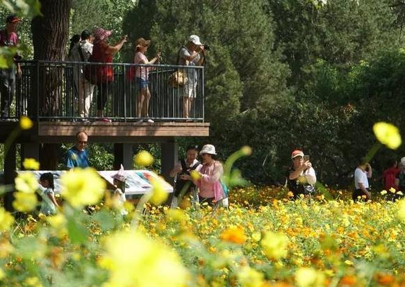 2018北京赏菊花去哪里 国庆北京菊花文化节