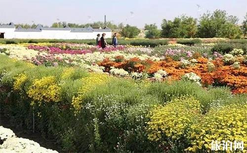2018新疆昌吉菊花节开幕 赏菊迎国庆