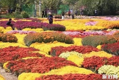 2018新疆昌吉菊花节开幕 赏菊迎国庆