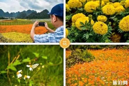 2018国庆兴义万峰林赏花门票多少钱