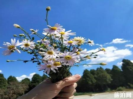 2018跑马岭菊花展 看菊花迎国庆