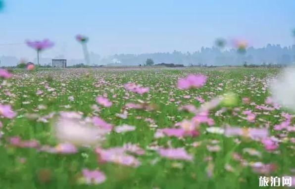 成都溫江周邊賞花地點推薦2018