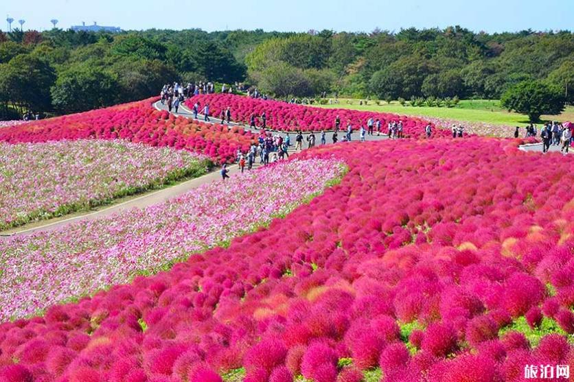 日本秋冬去哪賞花 日本秋天開什么花