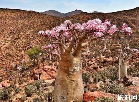 索科特拉岛是哪个国家 索科特拉岛旅游介绍