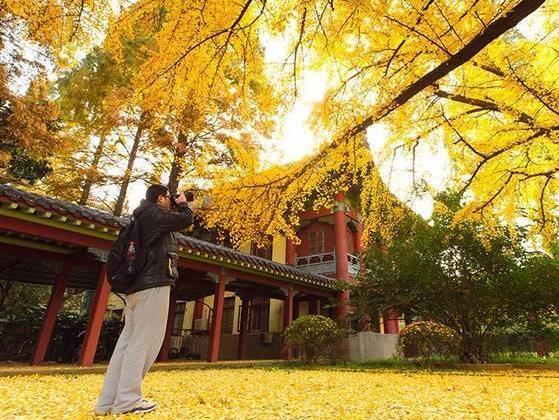 2018南京深秋賞銀杏好去處