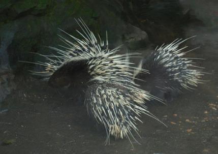 杭州動(dòng)物園門(mén)票多少錢(qián)