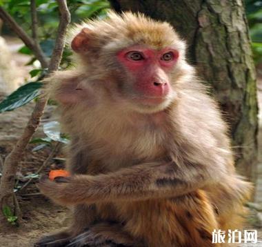 千岛湖桂花岛猴岛门票是多少钱？千岛湖桂花岛有猴子吗