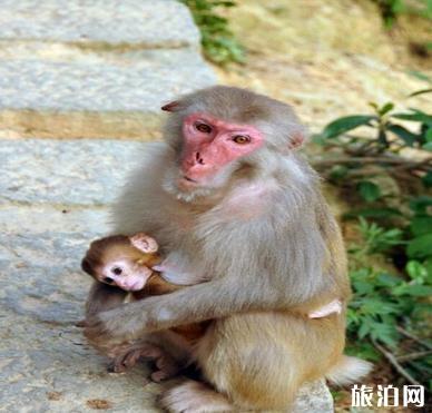 千岛湖桂花岛猴岛门票是多少钱？千岛湖桂花岛有猴子吗
