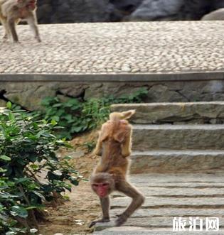 千岛湖桂花岛猴岛门票是多少钱？千岛湖桂花岛有猴子吗