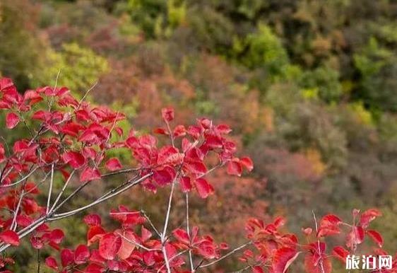 2018西达摩村在哪 西达摩村的红叶红了吗