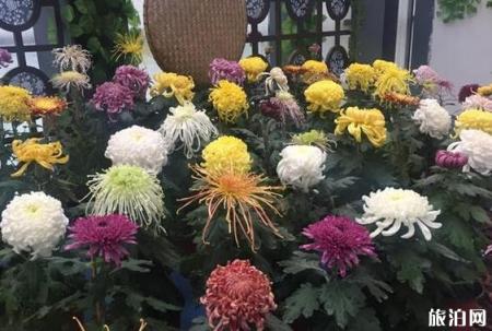 2018唐闸公园菊花展什么时候开始