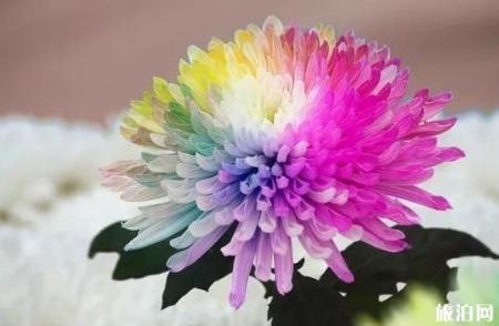 2018肥乡菊花节什么时候开幕 持续多久时间