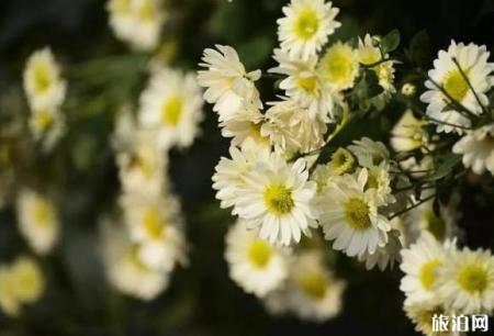 2018肥乡菊花节什么时候开幕 持续多久时间