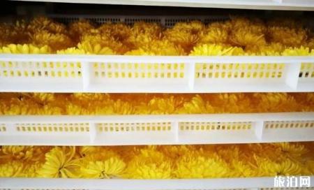 2018肥乡菊花节什么时候开幕 持续多久时间