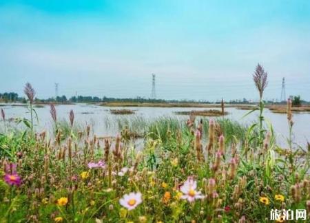 2018肥乡菊花节什么时候开幕 持续多久时间