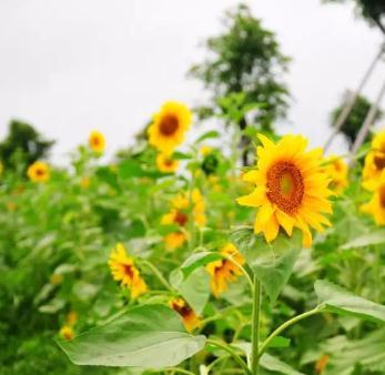 2018重阳节江西免费景点大全