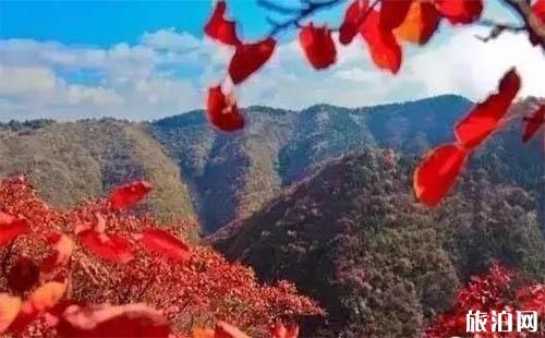 2018青州看红叶去哪里好 青州哪里的红叶红了