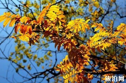 2018沂源鳳凰山紅葉節是什么時候開始