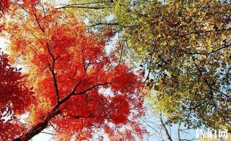 2018沂源凤凰山红叶节是什么时候开始
