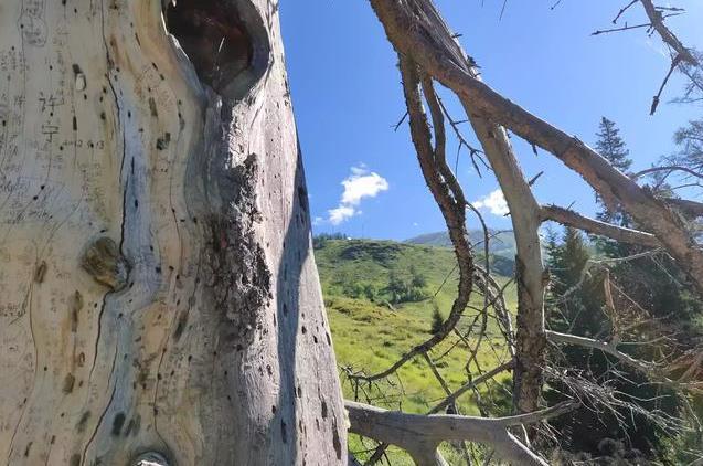 喀納斯旅游注意事項