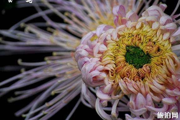 2018重慶菊花展在哪里 門票+活動介紹