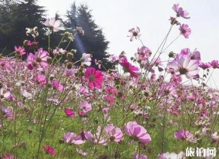 2018泰山天颐湖景区菊花展持续时间是多久