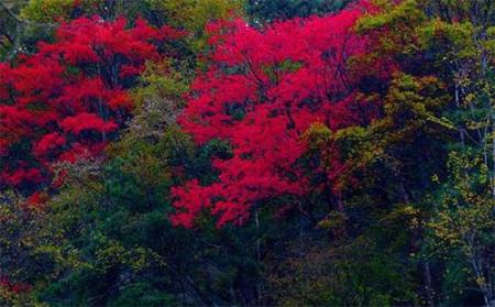 2018尧山红叶节什么时候开始