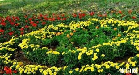 2018青岛中山公园菊花展时间是多少