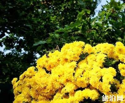 2018青岛中山公园菊花展时间是多少