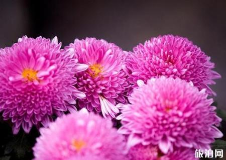 洛阳王城公园菊花展2018