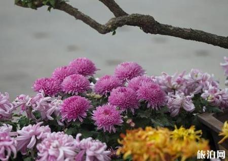 洛阳王城公园菊花展2018