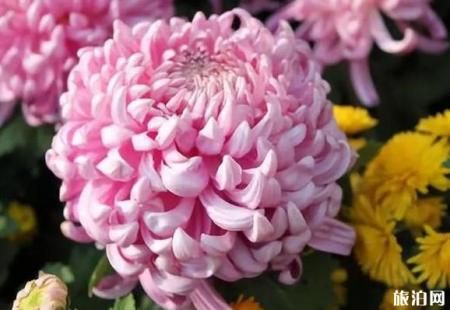 2018宜春菊花展在哪里