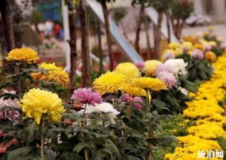 2018乌鲁木齐市植物园菊花展送菊花吗