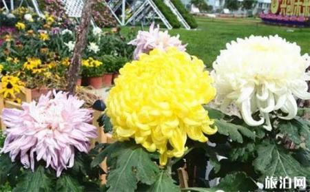 2018乌鲁木齐市植物园菊花展送菊花吗