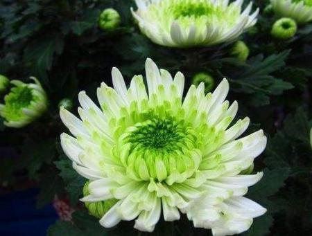 2018贵阳菊花展在哪里办