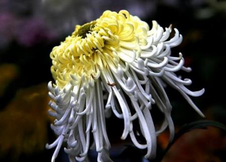 2018贵阳菊花展在哪里办