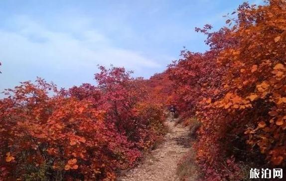 邢臺(tái)賞紅葉最好的地方是哪里